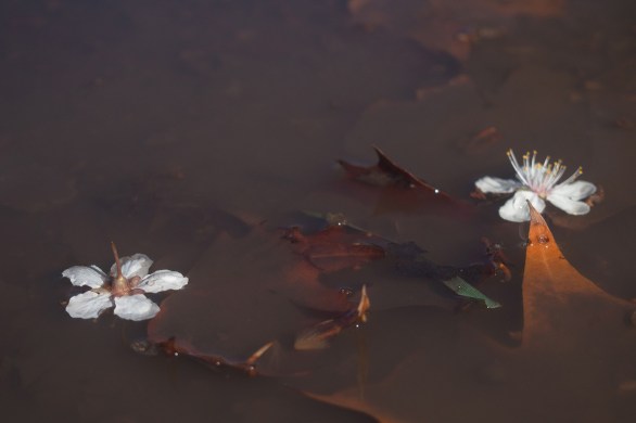 Blossoms floating in water