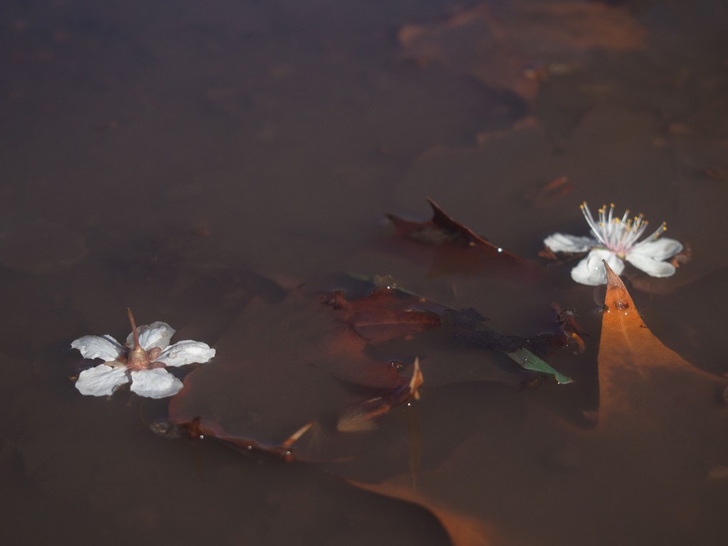 Blossoms floating in water