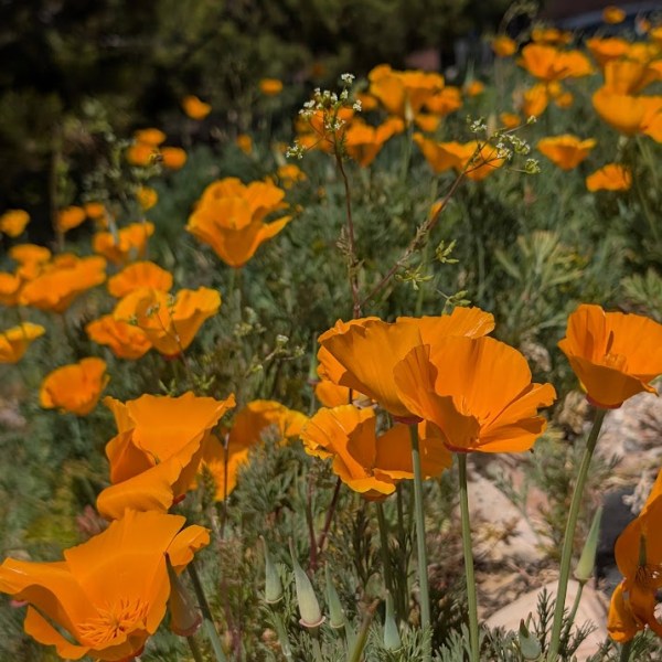 Spring flowers