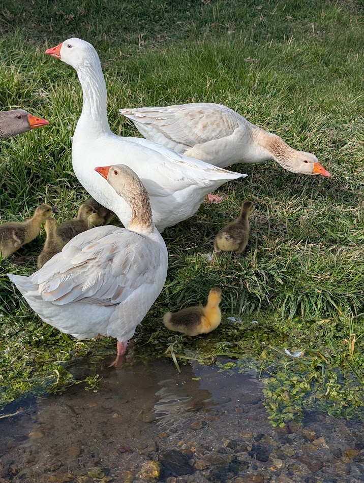 Some domestic geese with goslings